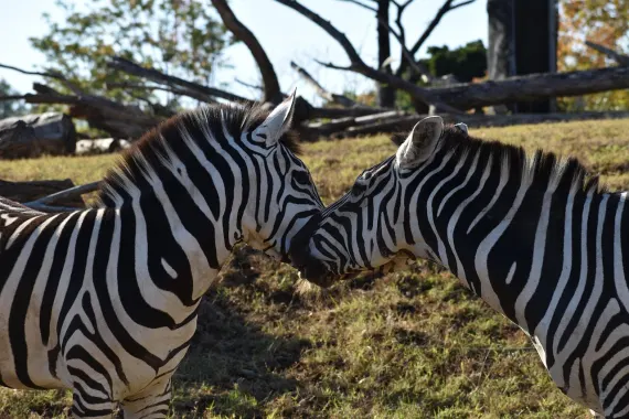 Καζίνο Στικι Γουιλντς Υποστηριξη